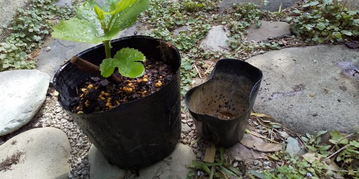 いちじく挿し木植え替え