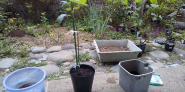 ホームセンターやネットショップで購入した苗木の植え替え方法
