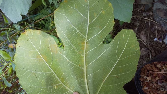 葉の裏に褐色色のさび状の粉（夏胞子）がみられる