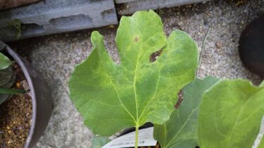 奇形と退緑の症状