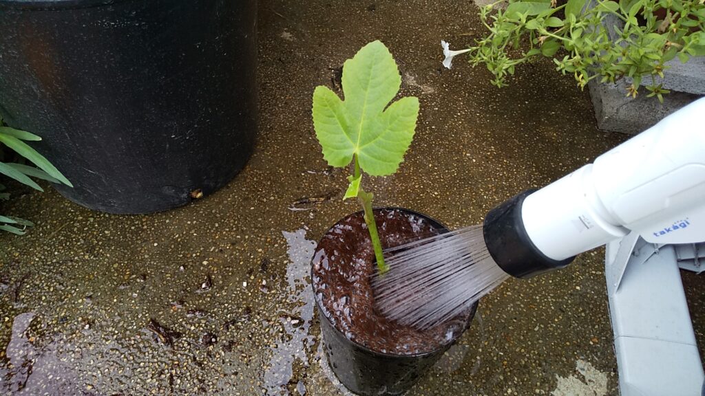 水あげ