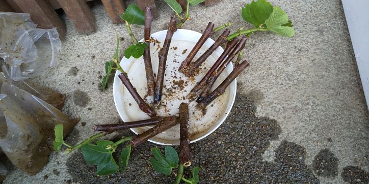 赤玉土は発根がよくない