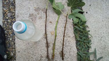 【栽培日記】昨年の緑枝挿ししたイチジクを植え替えました