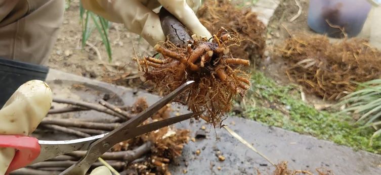 休眠期に根を切って除去