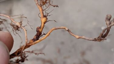 【ネコブセンチュウのまとめ・＜生態編＞】イチジクの根にコブが！生育が悪い時は根を確認しよう！