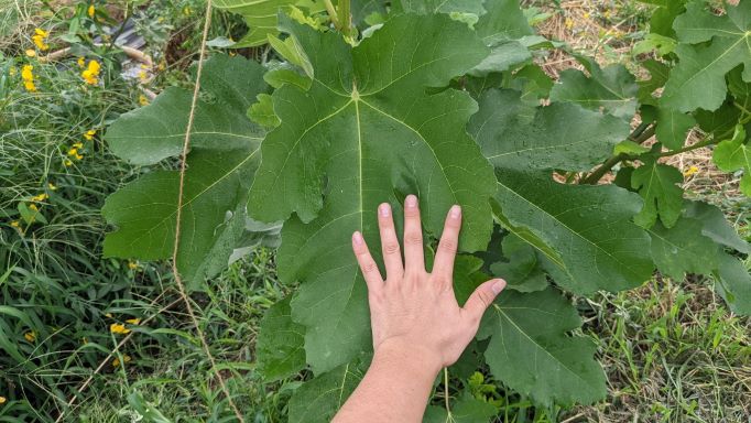 大きい葉の例。手のひら２倍のサイズで、ベロンとしている。