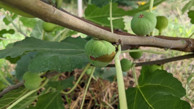 果実にでた「疫病」症状（初期）