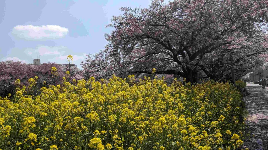 厳冬期後に高い温度が続くと、桜は開花が早くなる。