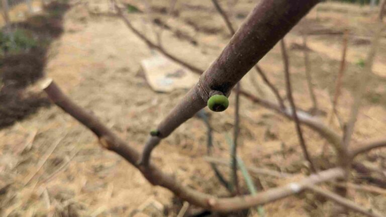 ビオレソリエスの夏果は葉芽より先に大きくなる